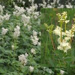 Mjødurt Meadowsweet