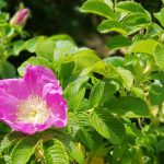 Nyperose hekk med blomster